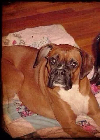 Alex, a brown Boxer with a black muzzle and white chest, resting on a patterned cushion.