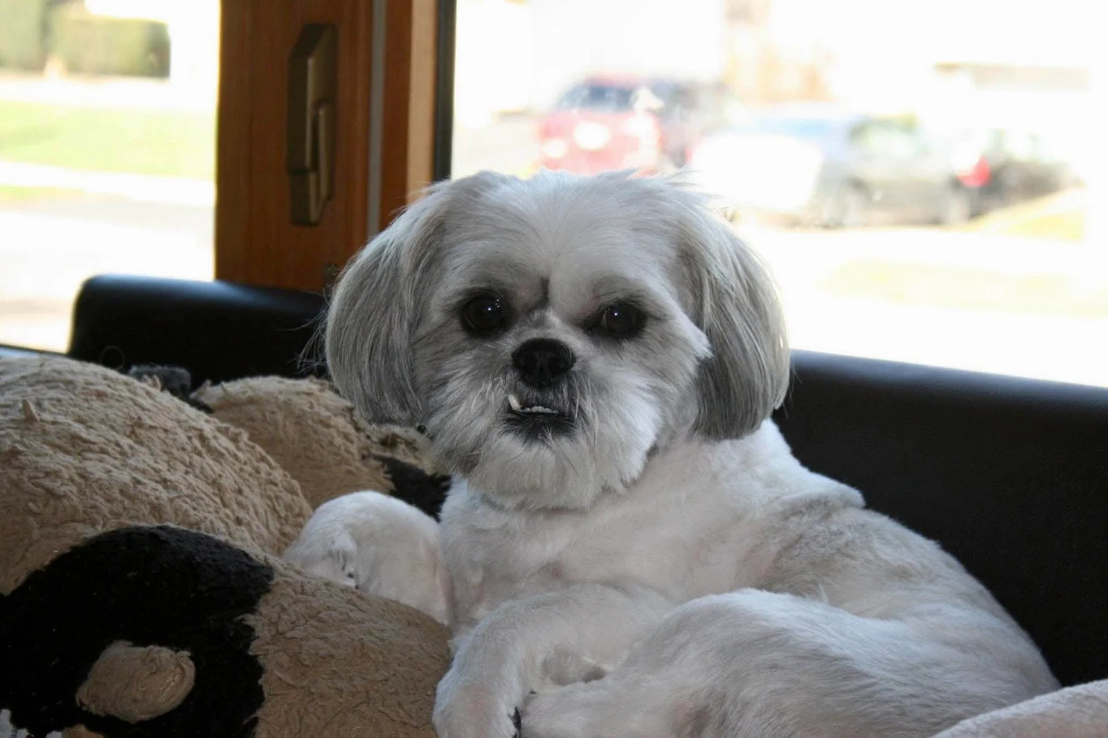 Gizmo, a white and gray Shih Tzu, relaxing on a soft cushion by a sunny window.