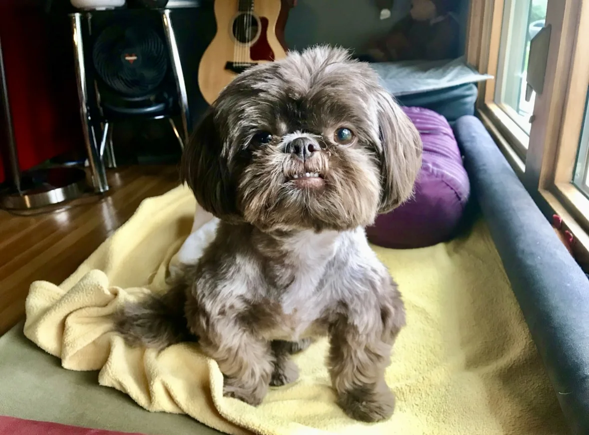 Juno, a brown Shih Tzu with a fluffy face, sitting on a yellow blanket beside a window.