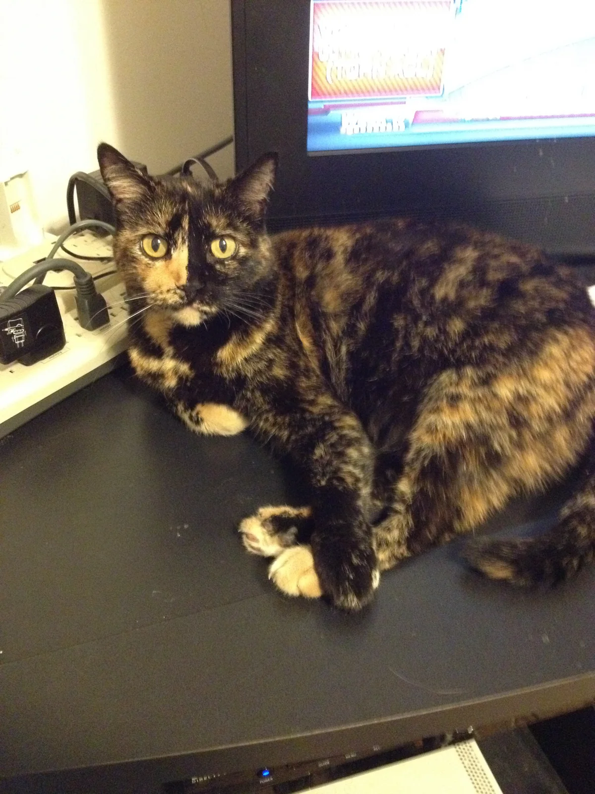 Momma Cat, a black and golden tortoiseshell with yellow eyes, resting beside a monitor.
