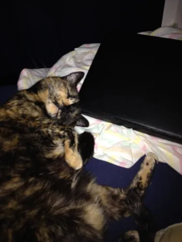 Momma Cat stretched out on a bed with her front paws tucked near her face.