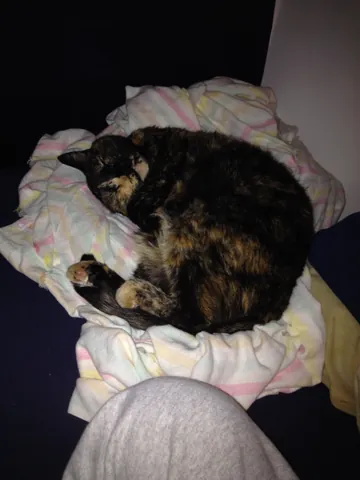 Momma Cat curled up asleep on a patterned pillow.