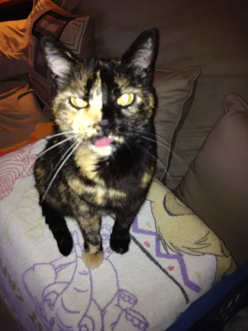 Momma Cat sitting on a patterned cushion with her pink tongue showing.