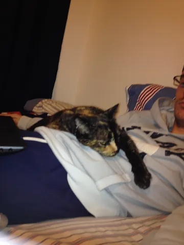 Momma Cat lounging across pillows on a bed.