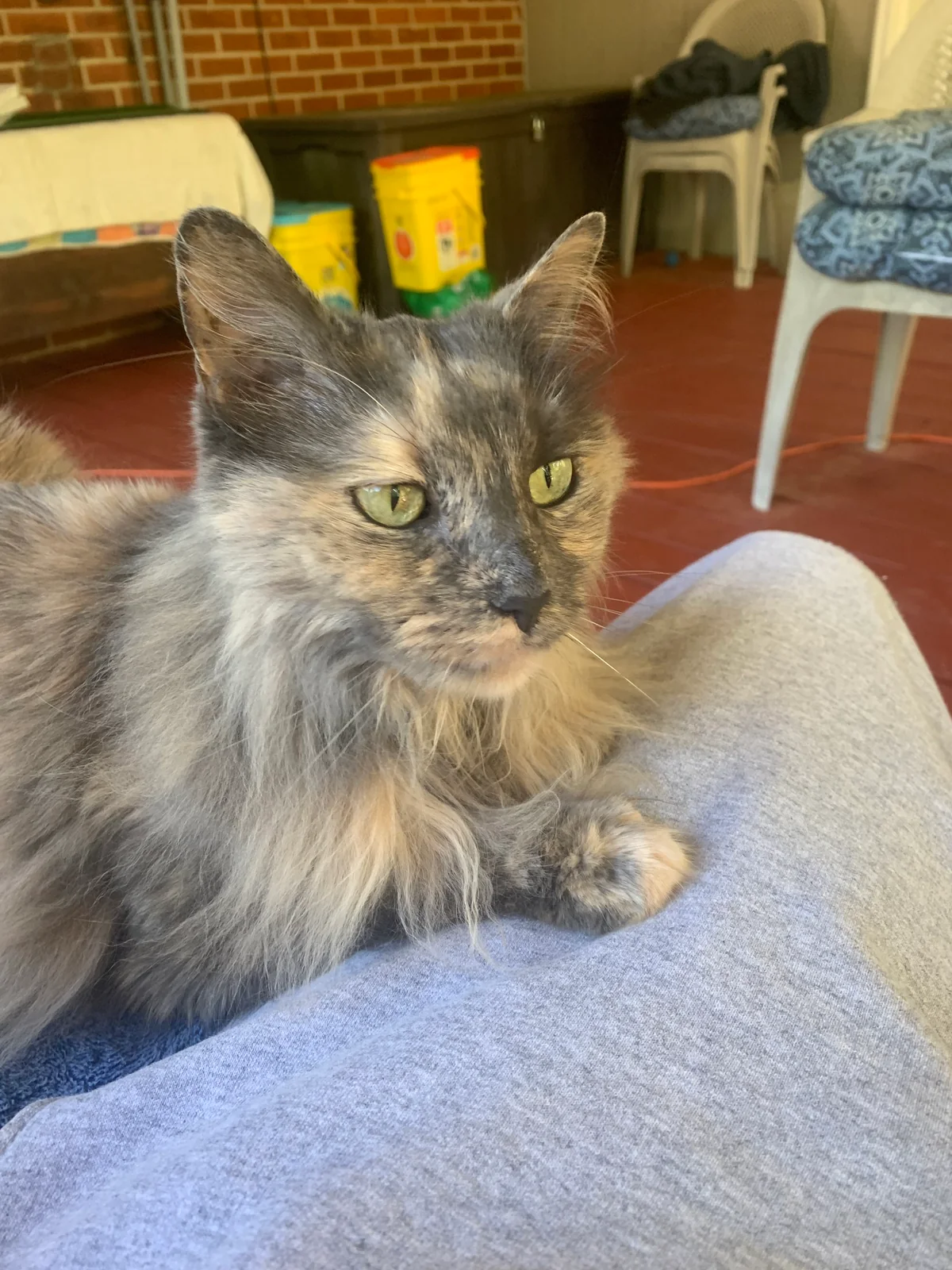 Prissy, a long-haired gray and cream cat with green eyes, resting on a lap.
