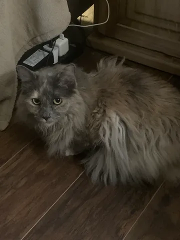 Prissy sitting on a wooden floor beside a chair, showing her fluffy gray and cream coat.