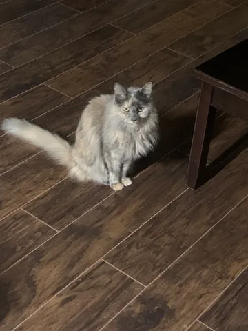 Prissy looking up from a wooden floor, with her fluffy tail stretched behind her.