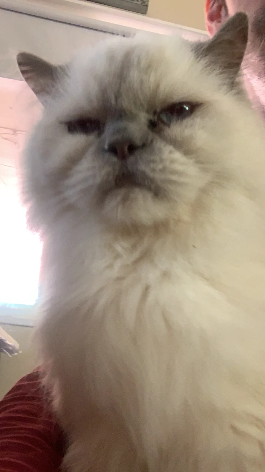 A close portrait of Snuffy, a fluffy white cat with soft gray ears and face.