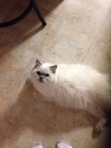 Snuffy looking up while standing on a tiled floor.