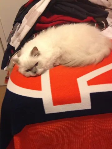 Snuffy sleeping on a red, white, and blue blanket.