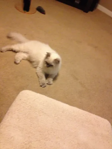 Snuffy stretched out comfortably on a carpeted floor.