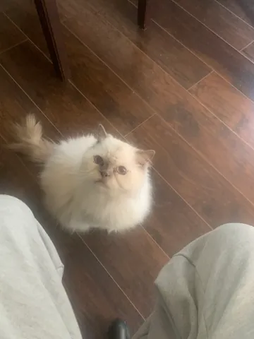 Snuffy sitting on a wooden floor and looking up toward the camera.