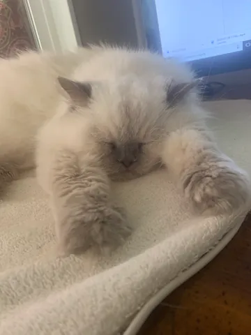 Snuffy resting on a cushioned perch by a window, with a gray paw stretched forward.